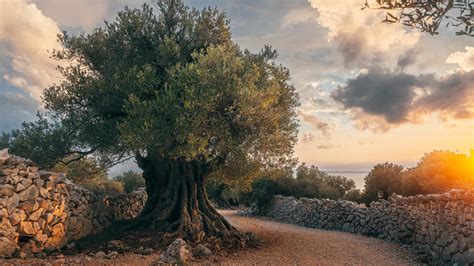 The Enchanted Olive Tree! A Story of Forbidden Love and the Unseen World